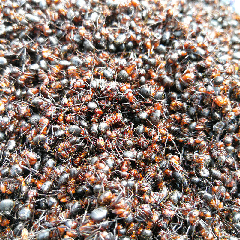 正宗长白山野生红蚂蚁新鲜500克个大干净新货泡酒其它