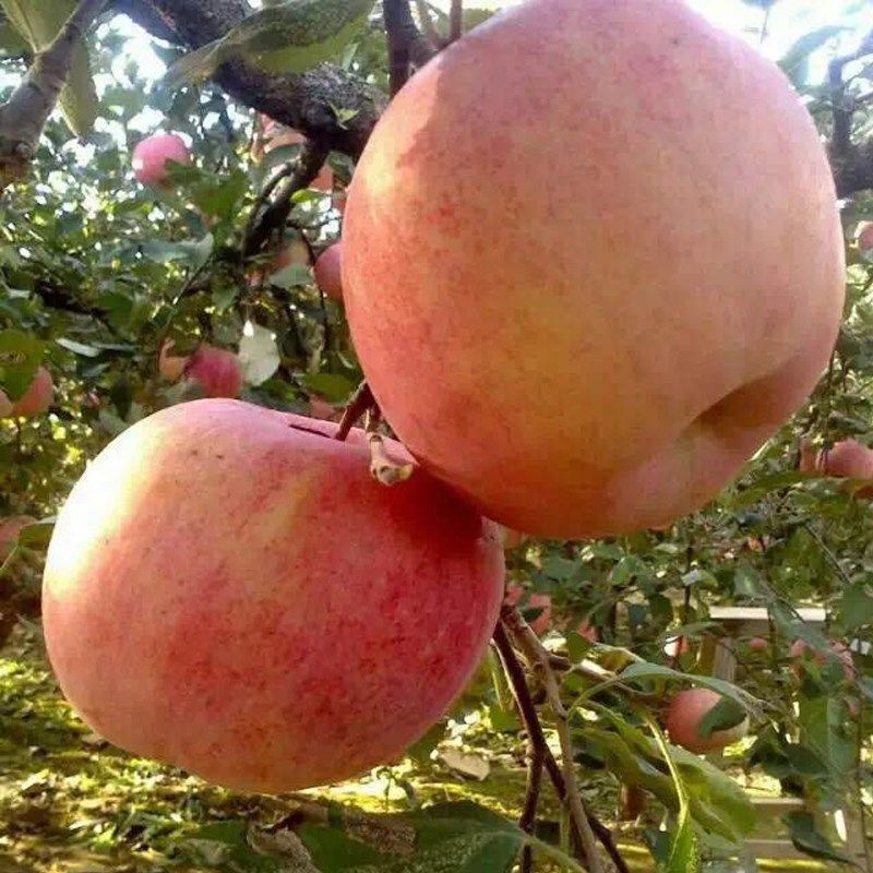 苹果新鲜西安红富士10斤包邮脆当季包邮苹果