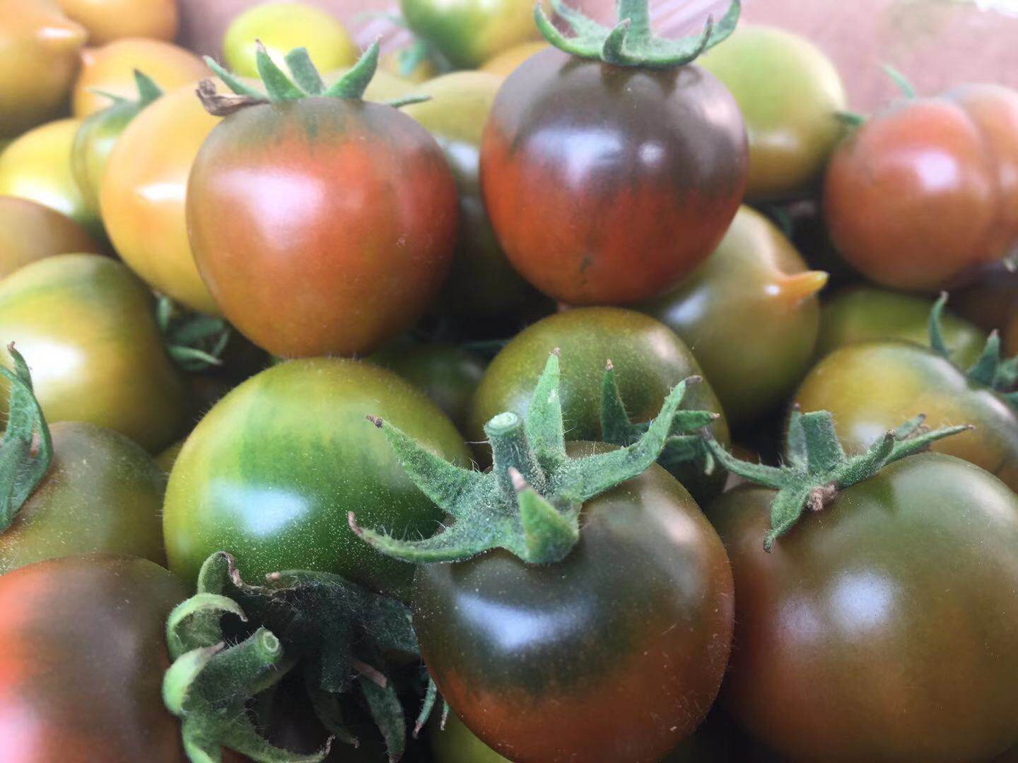 黑珍珠西红柿番茄草莓铁皮柿子盐碱地带箱5斤装包其它