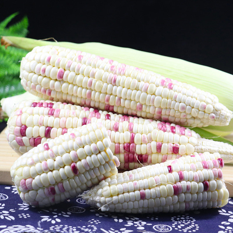 玉米广西花糯玉米棒包谷新鲜现摘农家牛奶水果新鲜玉米