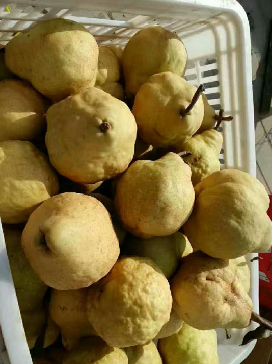 啤梨邮大装包10斤水果新鲜加州现货太婆丑梨梨