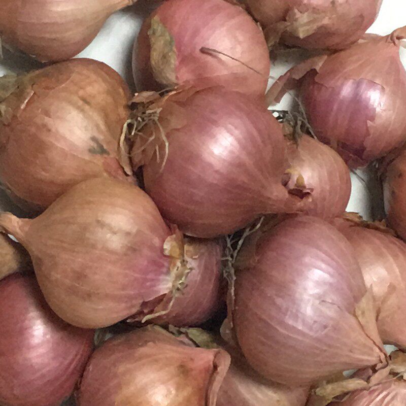 东北小毛葱 特产干红毛葱头费鬼子葱紫皮迷你小洋葱5斤装包邮