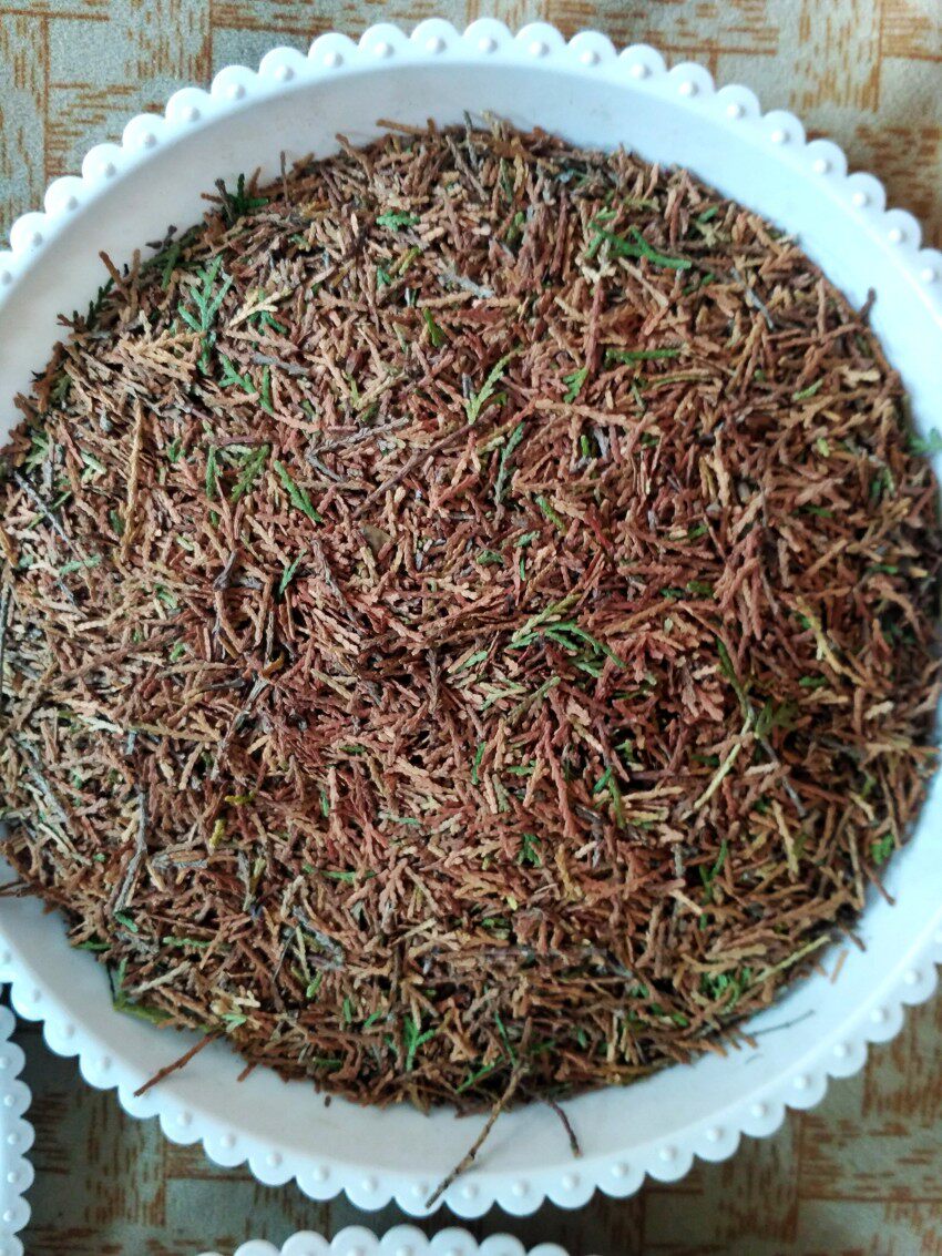 柏树500克种子饱满野生侧柏籽扁柏籽枕头可助其它