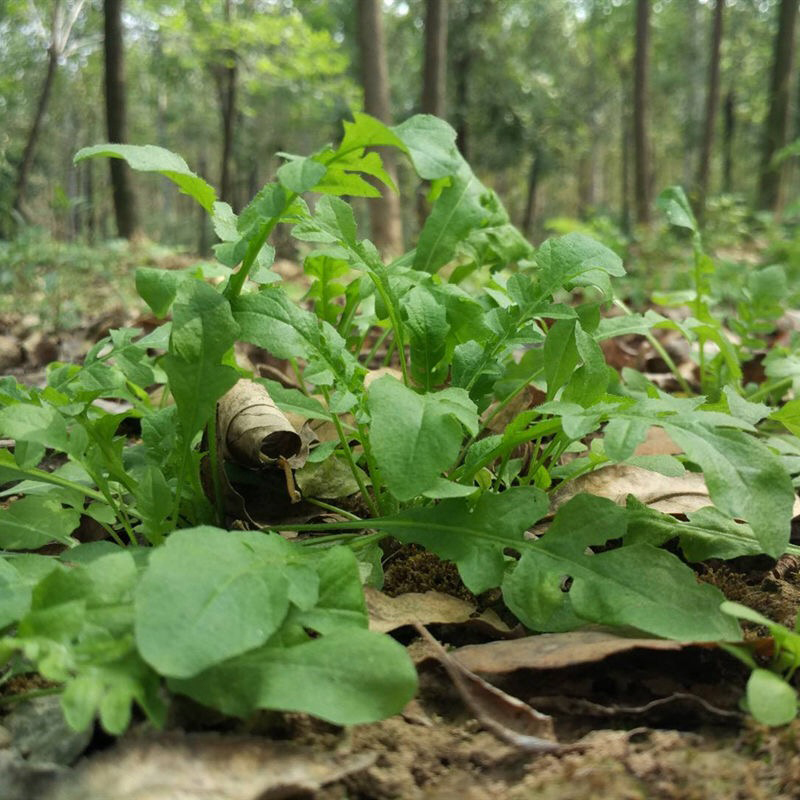 荠菜现货4斤装2019现挖新鲜野生混沌饺子春卷叶菜类
