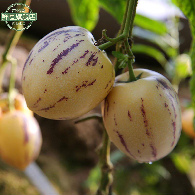 人参果带箱5斤云南特产石林长生新鲜孕妇水果其它