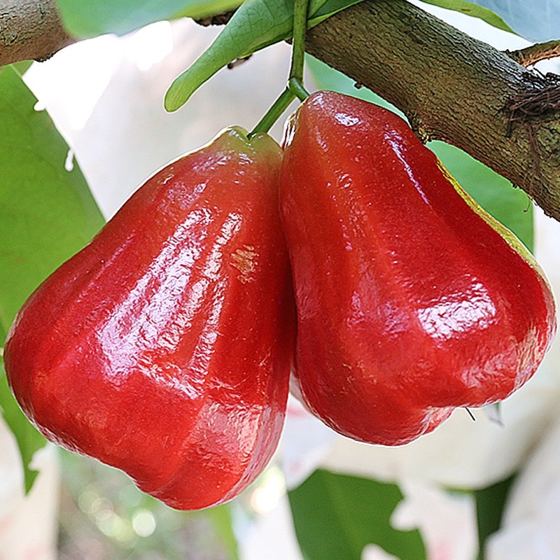 莲雾水果黑珍珠海南新鲜金刚当季净重4斤莲雾