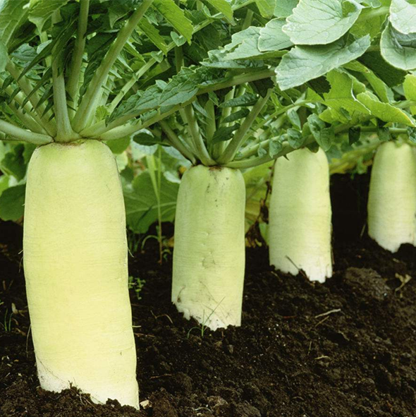 新鲜白萝卜蔬菜特惠10斤山东包邮10斤大萝卜