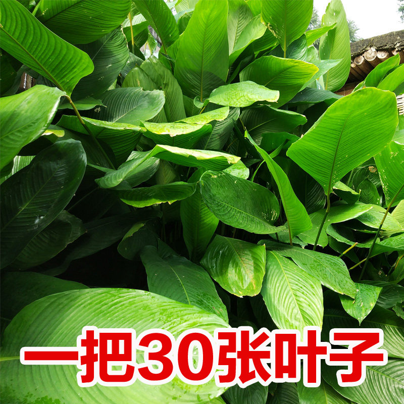 广西大粽叶野生新鲜现摘现发肇庆裹蒸肉粽叶粽其它