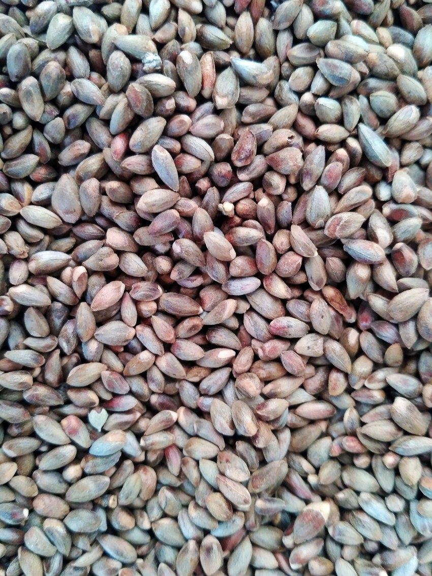 柏树500克种子饱满野生侧柏籽扁柏籽枕头可助其它