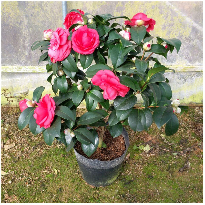 七巧茶花花苗带苞盆栽福建朱砂国宝品种山茶花卉