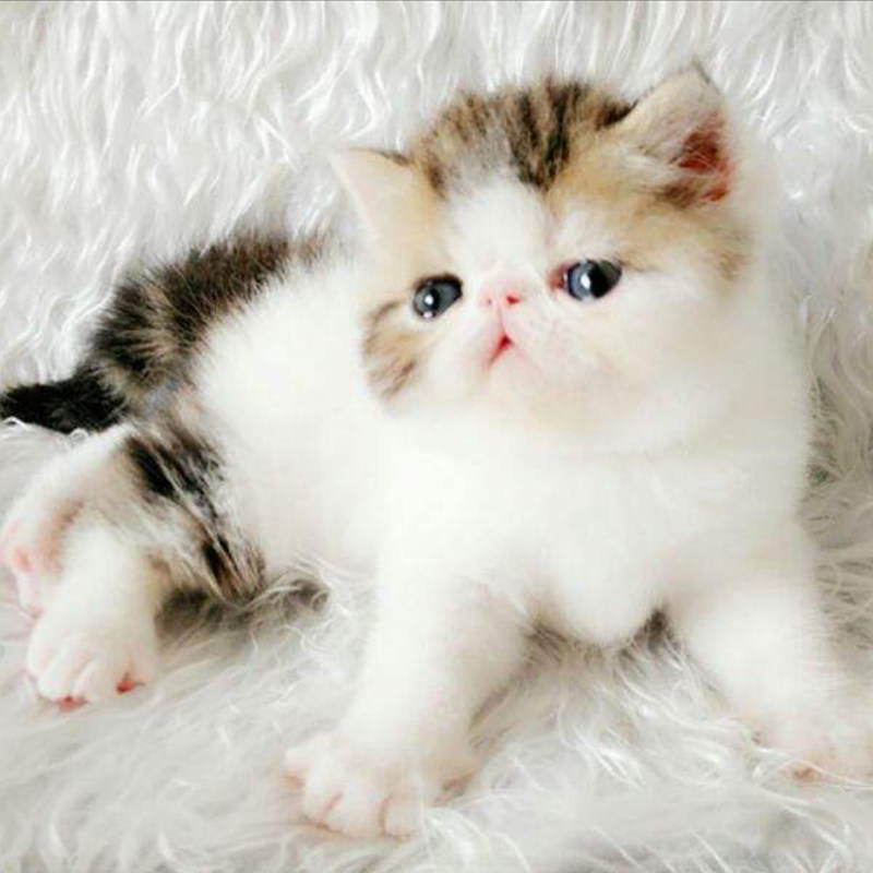 加菲猫活体纯种宠物家养小奶猫异国短毛幼体可爱猫咪