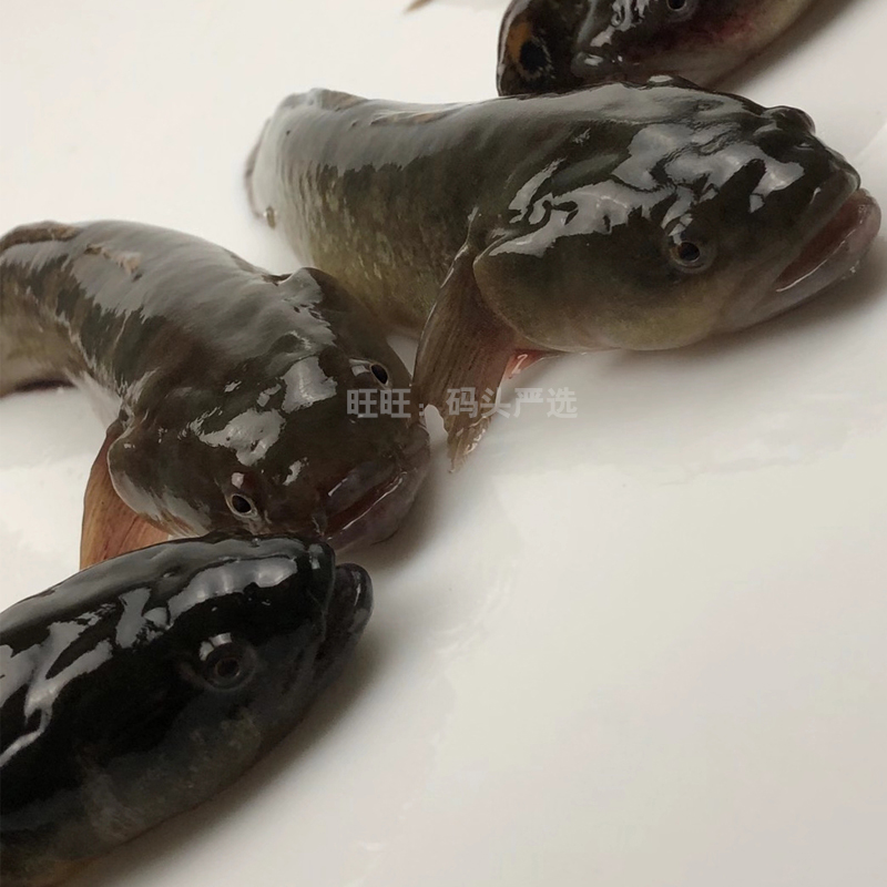虎鱼鲜活涂鳗野生皇帝鱼蝤蠓虎乌鱼杜肚鳗中华鳗鱼