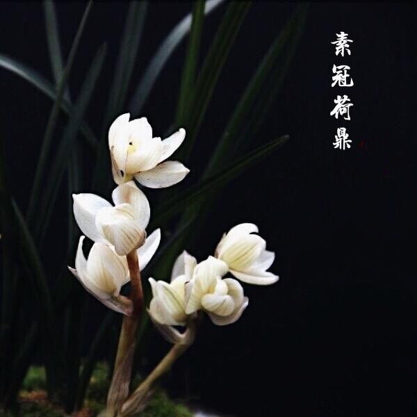 包邮素冠花卉绿植室内浓香荷鼎云南名品莲瓣时令草本花卉