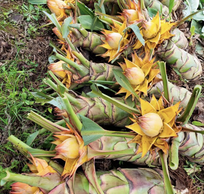 莲花地涌金莲植株大型绿植植物盆栽懒人花苗时令草本花卉