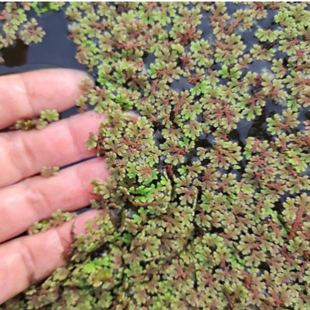 丁香水上烟火葵花水草黄花危地马拉烟花浮萍植物水草