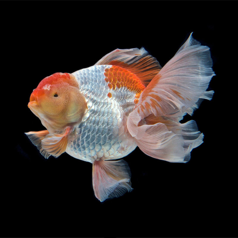 泰狮精品黑泰红泰百褶金鱼活体冷水观赏鱼养活鱼
