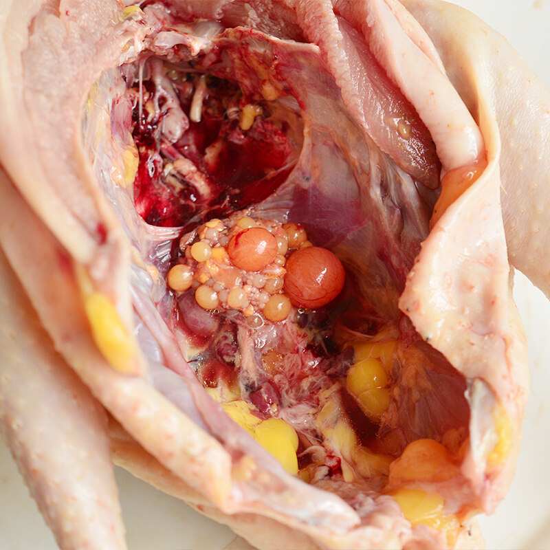 发2只土鸡农家散养老母鸡新鲜鸡肉整只草鸡跑地鸡柴鸡山笨鸡现杀 ￥65