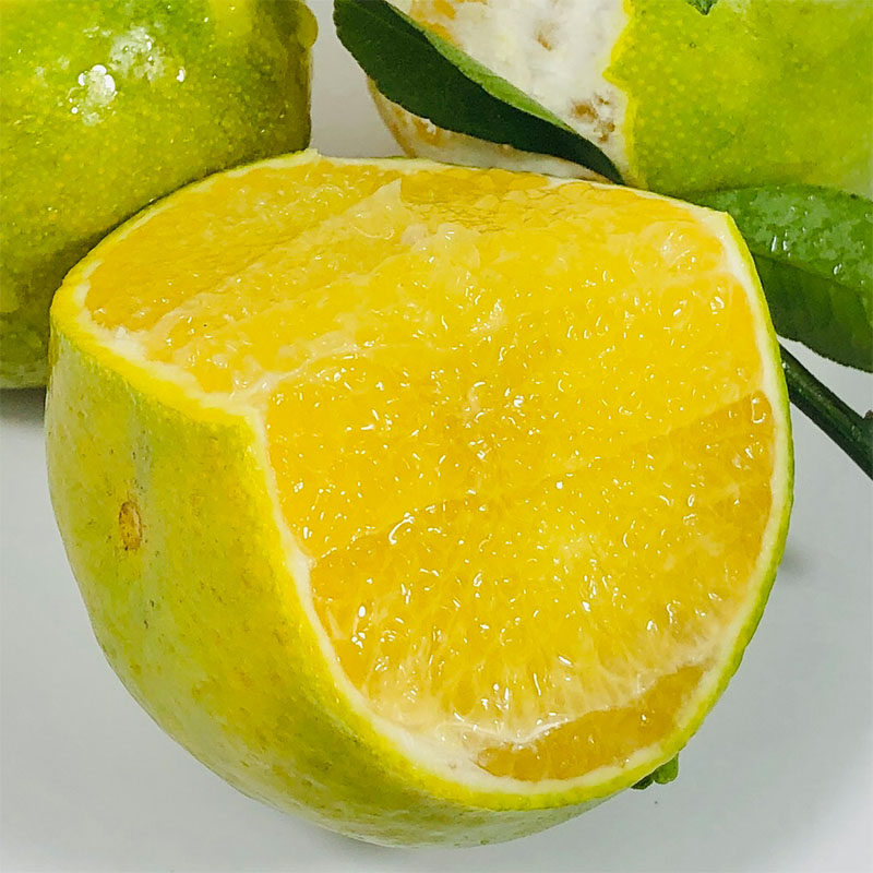 广西现货特大水果当季应当贡柑特级正宗10斤桔子