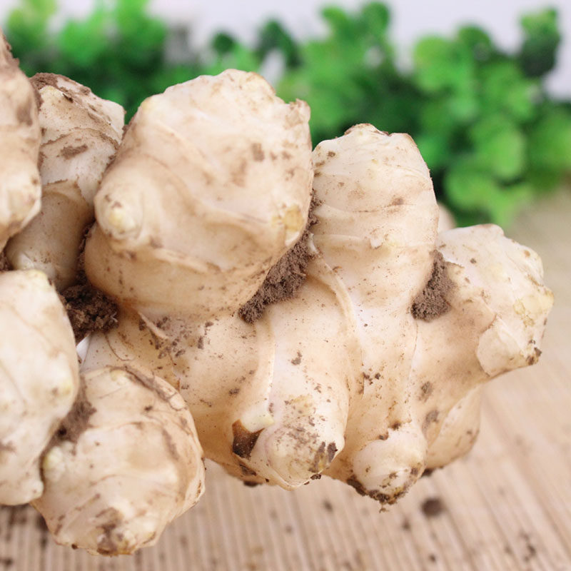 洋姜新鲜现挖10斤菊芋不辣野生鬼子姜生阳姜腌菜泡菜酱菜蔬菜包邮