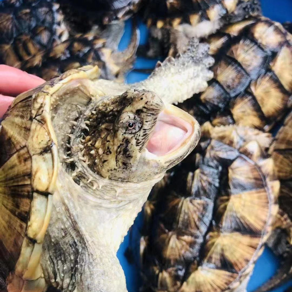 鳄龟活物食用幼苗纯佛爆刺凶猛正宗宠物观赏龟