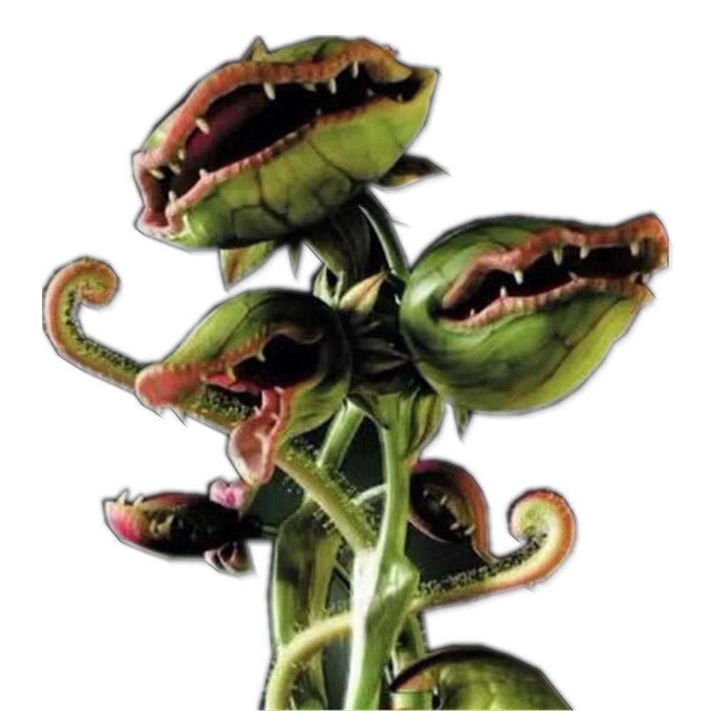 食人植物捕蝇草超大嘴猪笼草食虫草灭蚊神器绿植