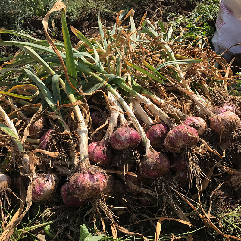 2022年腊八红皮多瓣三丫三瓣云南大蒜紫皮新鲜大蒜