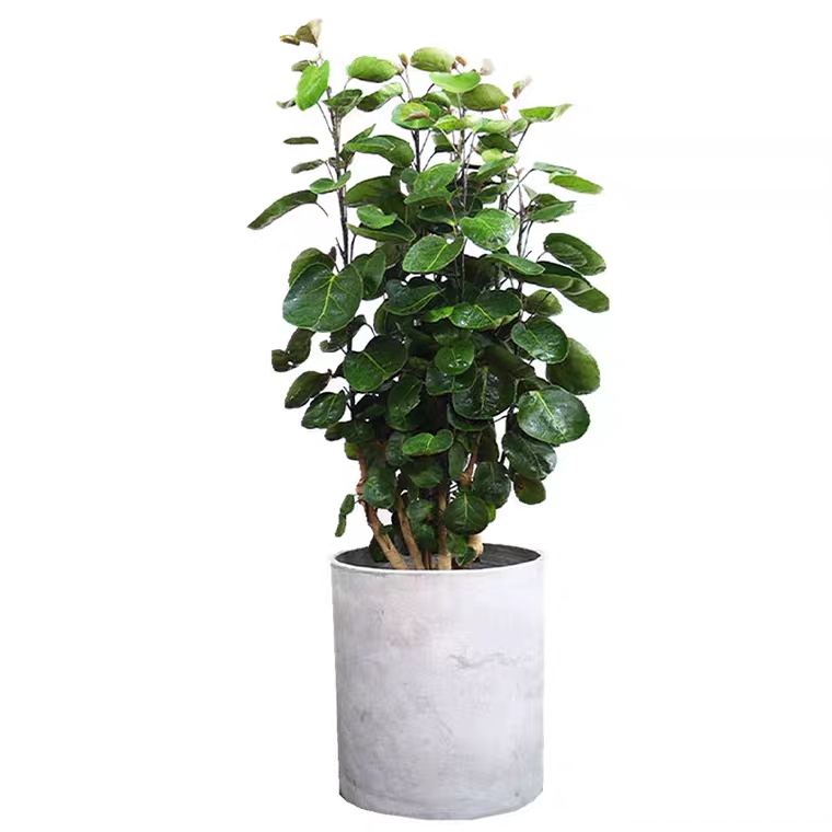 金钱兜圆叶福禄桐大型盆栽钱多多室内风水吉祥财运植物净化空气