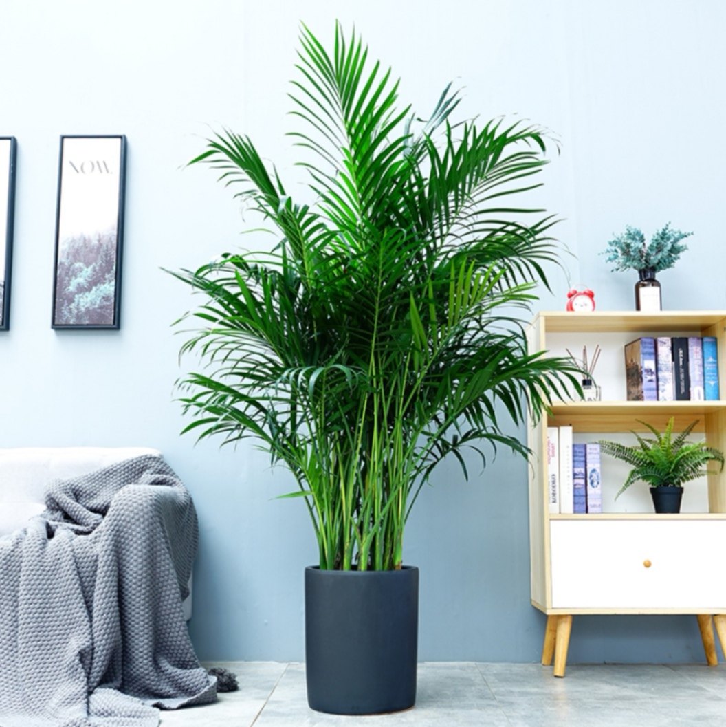 富贵椰子散尾凤尾盆栽办公室客厅室内花卉四季大型绿植