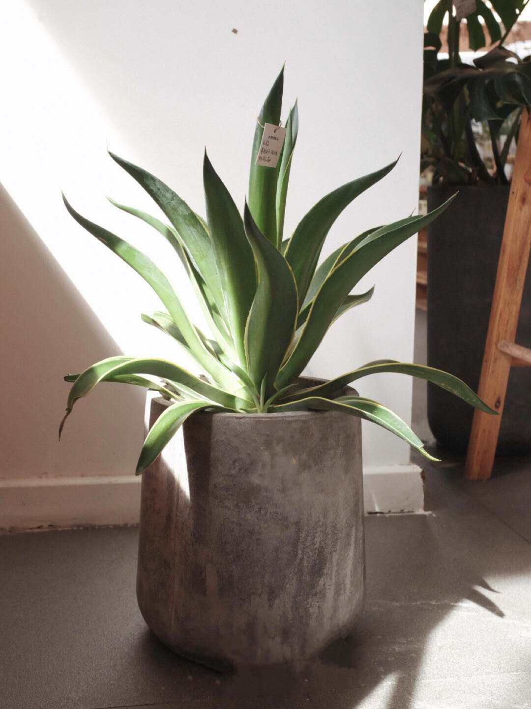 北欧风网红绿植金边龙舌兰植物盆栽室外绿植耐旱喜阳好养四季常青