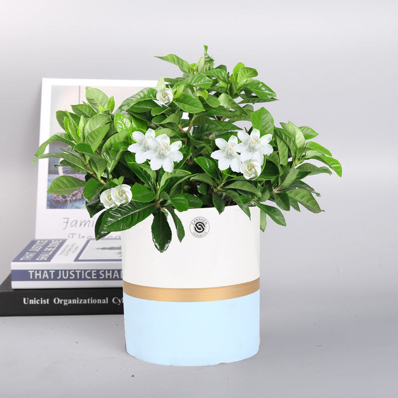 栀子花大朵栀子树栀子好养小桅室内花苞盆栽开花绿植