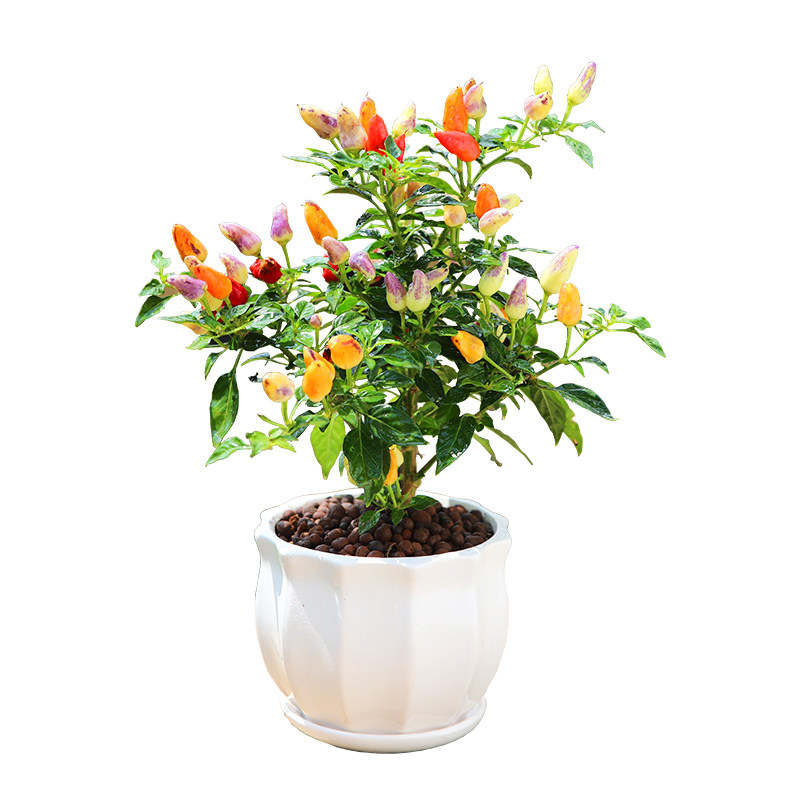 辣椒盆栽可食用新鲜彩色树苗阳台庭院植物室内绿植