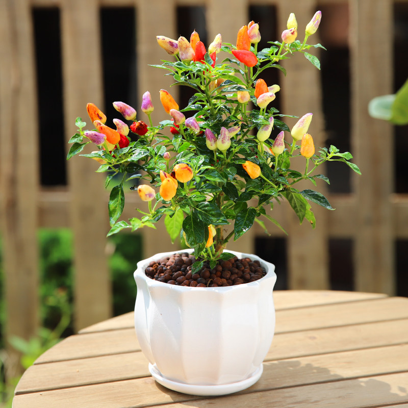 七彩辣椒盆栽苗可食用新鲜彩色树苗阳台庭院植物室内绿植好养包邮