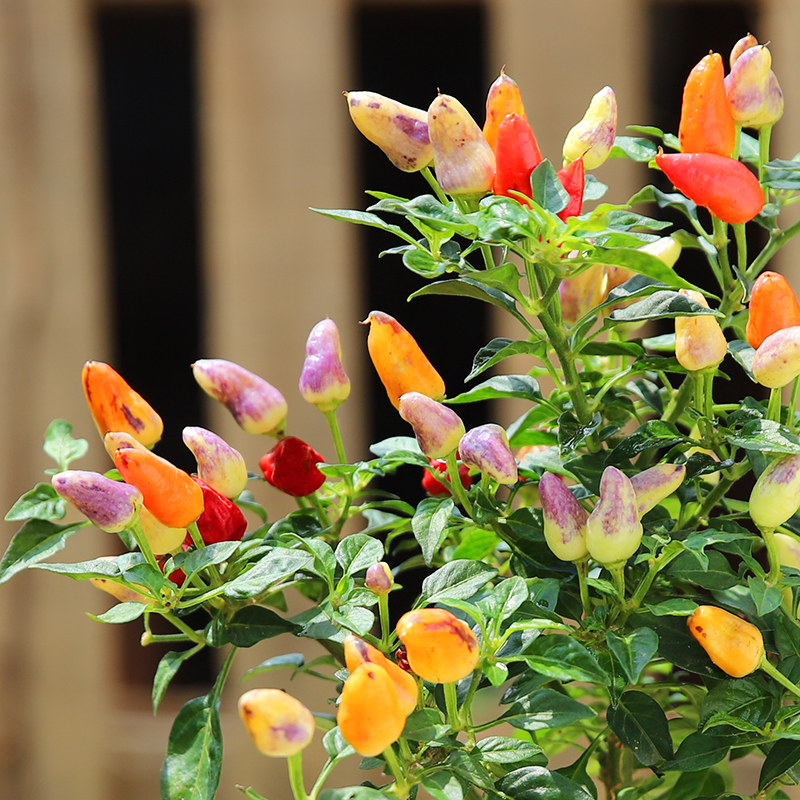 辣椒盆栽可食用新鲜彩色树苗阳台庭院植物室内绿植