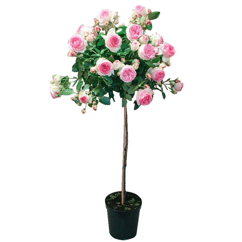 庭院大花玫瑰树玫瑰花苗月季花月季双色树状盆栽花卉