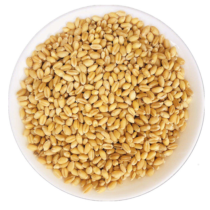 食用麦粒麦芽糖种籽麦苗麦芽种子麦种其它粮食