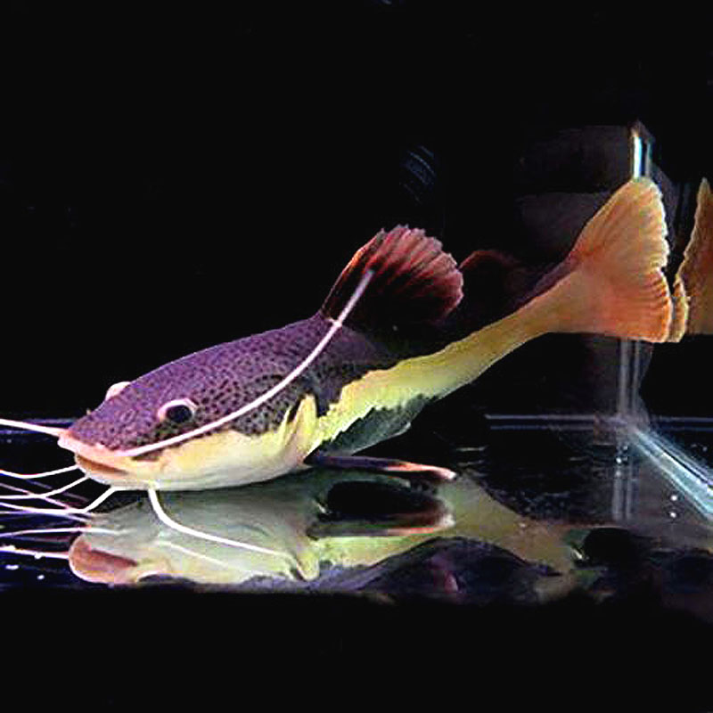 红尾招财猫活体大型热带观赏鱼狗仔鲶鱼底层凶猛鱼
