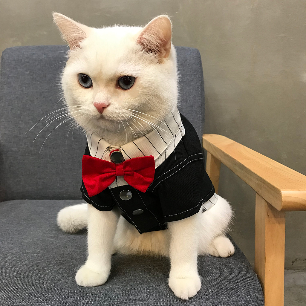 猫咪衣服新年装布偶猫礼服宠物冬装宠物服装
