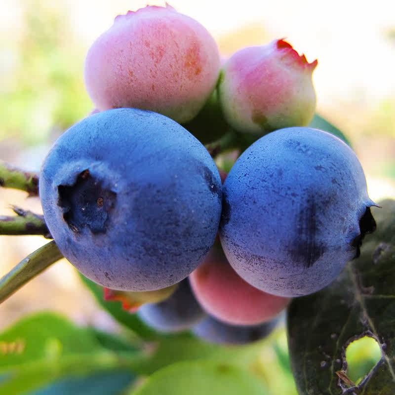 【鲜采鲜发】云南露天蓝莓鲜果鲜新水果孕妇水果 非进口蓝梅2盒装