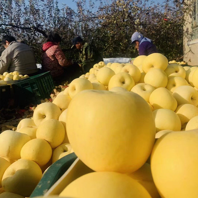富士黄金烟台白皮黄白皮大果山东奶油苹果