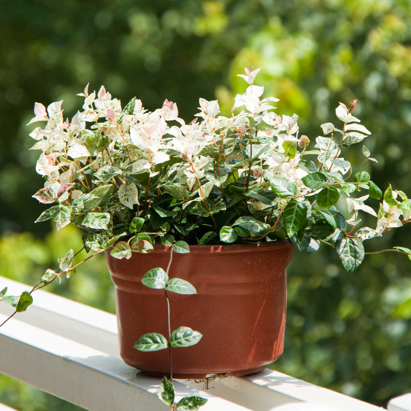 花叶创意叶植物植观绿植花卉盆栽吊兰常春藤络石绿植