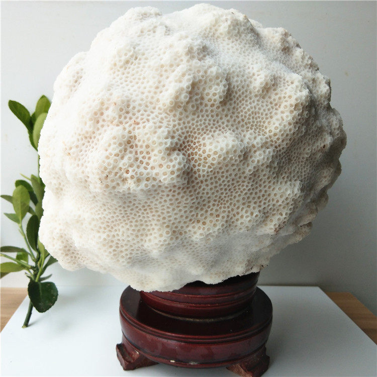 珊瑚原矿白珊瑚摆件名贵原石20cm白色景石43公斤摆件