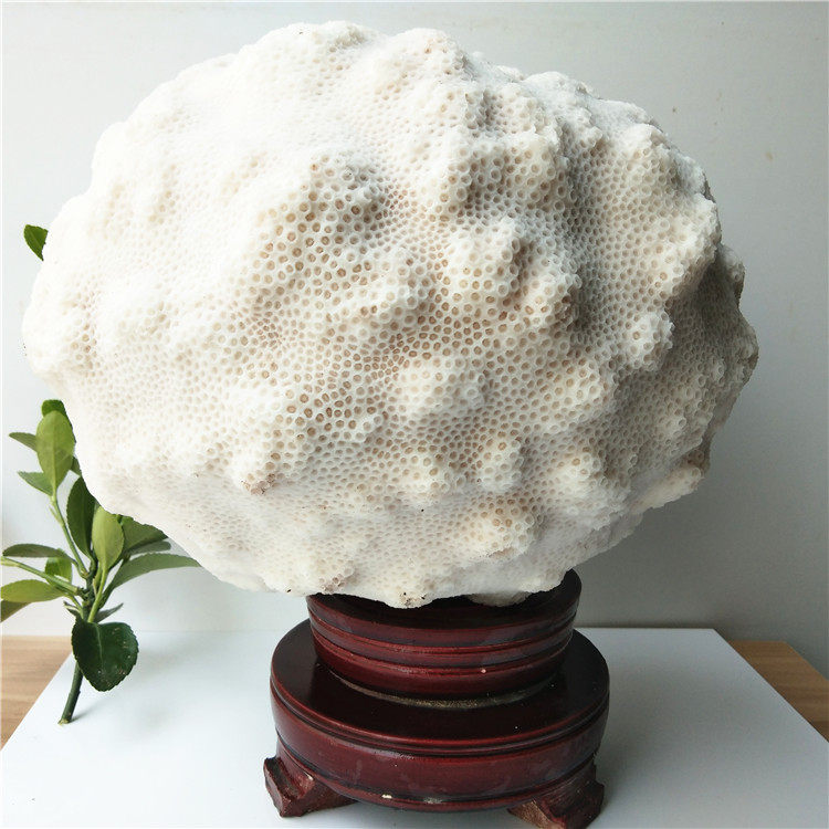 珊瑚原矿白珊瑚摆件名贵原石20cm白色景石43公斤摆件