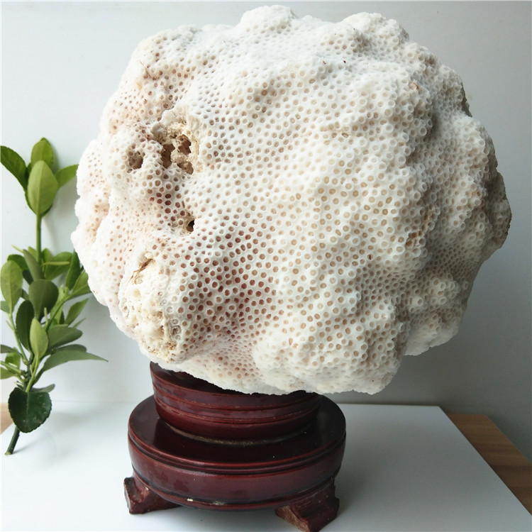 珊瑚原矿白珊瑚摆件名贵原石20cm白色景石43公斤摆件