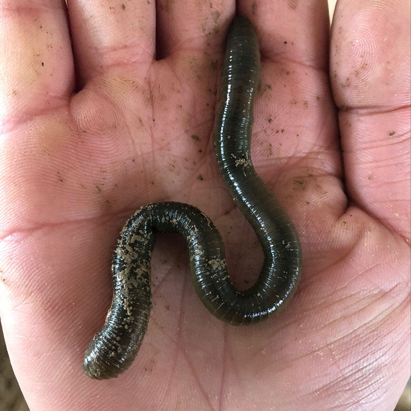 黑蚯蚓青蚯蚓臭蚯蚓灰蚯蚓大蚯蚓包邮——小张蚯蚓.