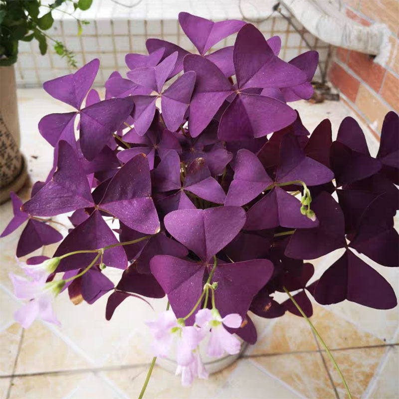 幸运草盆栽三叶草紫叶鸿运草紫蝴蝶酌浆阳台庭院花卉