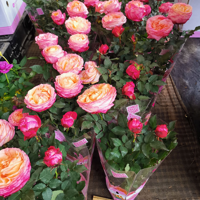 精品欧洲大花月季美人玫瑰盆栽浓香花苞花朵时令草本花卉
