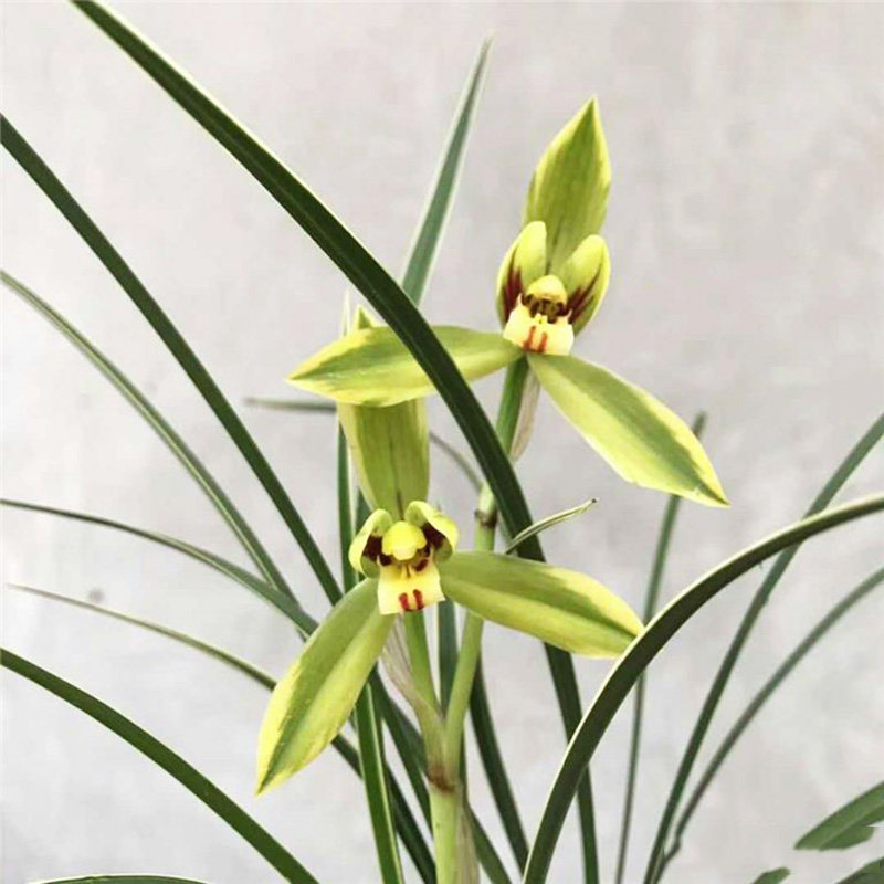 北兰兰花皎月春兰金边花艺叶艺铭品绿植物花卉花卉