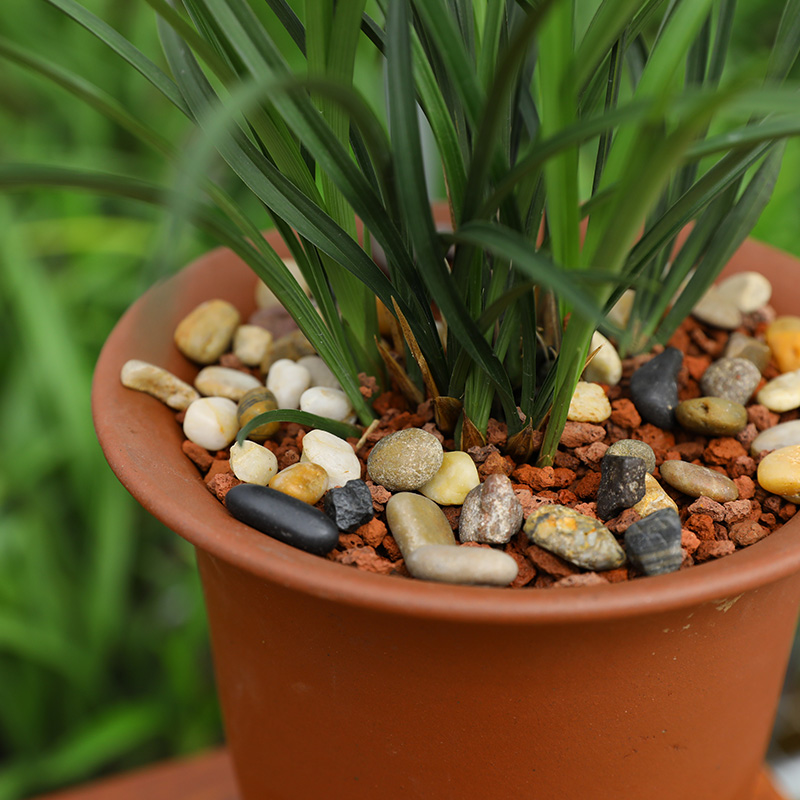 北兰鹅卵石雨花石天然花盆多肉装饰盆栽园艺小石子花卉