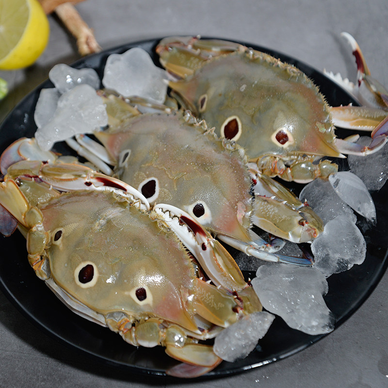 东山野生海蟹三眼蟹活梭子鲜活母蟹满黄三目梭子蟹