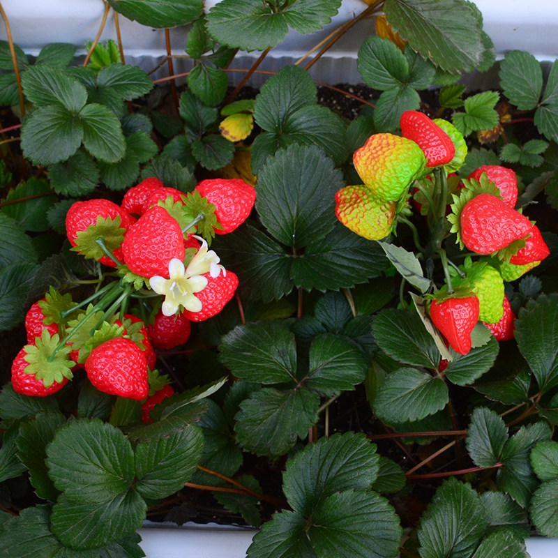 仿真草莓荔枝水果模型塑料假植植物墙花花瓶仿真果蔬